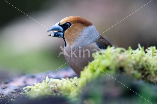 Goldfinch (Coccothraustes spec.)