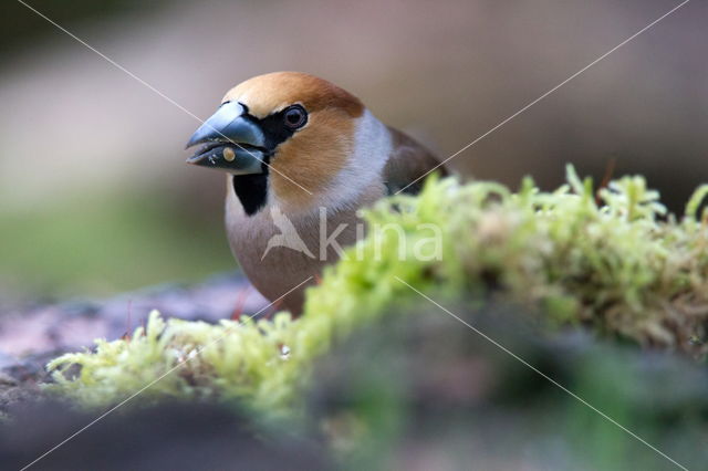 Goldfinch (Coccothraustes spec.)