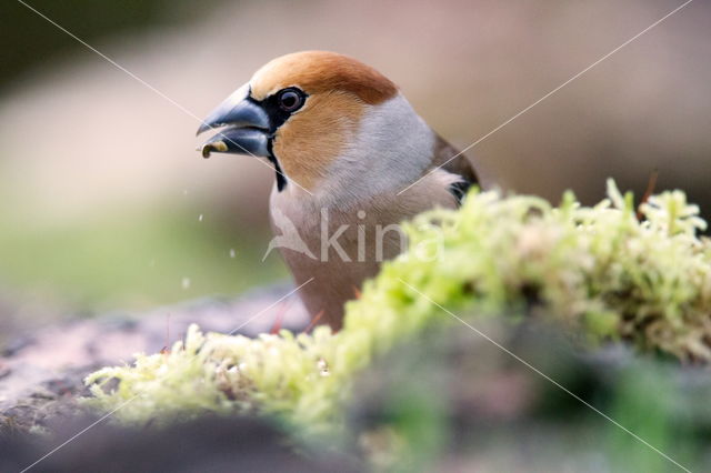 Appelvink (Coccothraustes spec.)