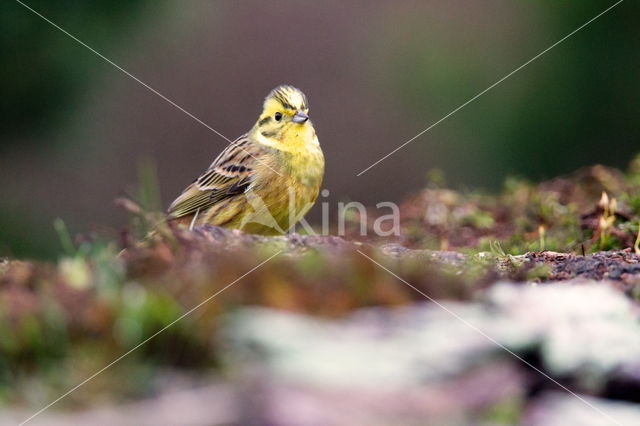 Geelgors (Emberiza citrinella)