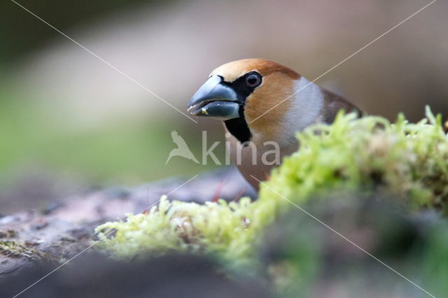 Appelvink (Coccothraustes spec.)