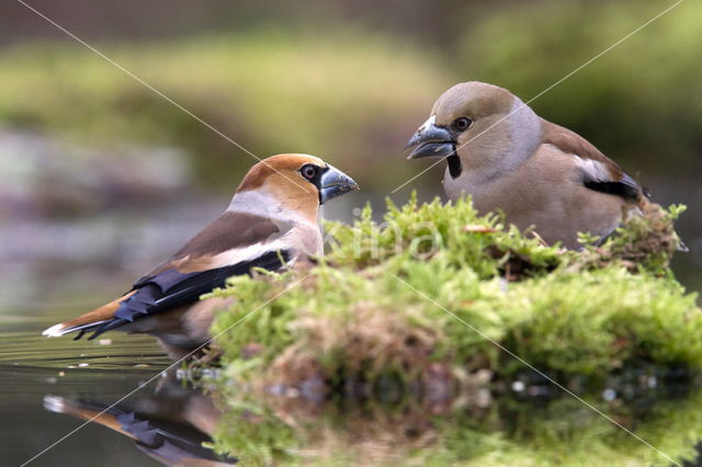 Appelvink (Coccothraustes spec.)