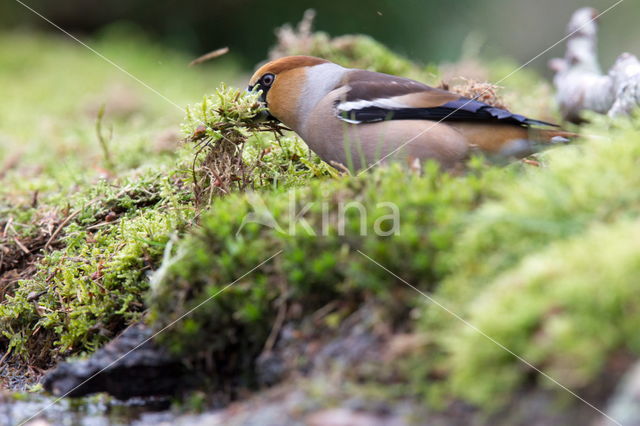 Appelvink (Coccothraustes spec.)