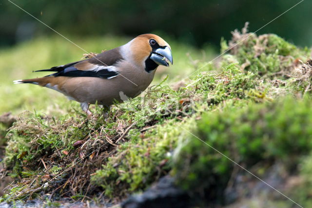 Goldfinch (Coccothraustes spec.)