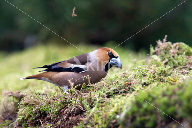 Goldfinch (Coccothraustes spec.)