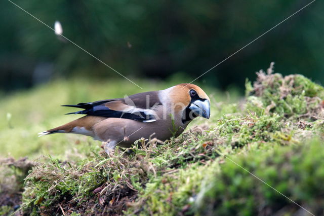 Appelvink (Coccothraustes spec.)