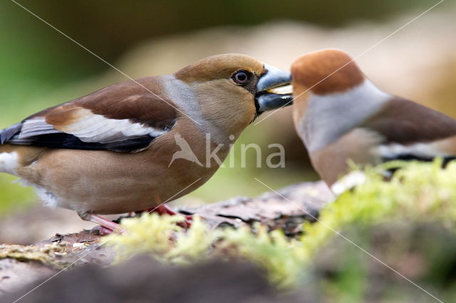 Goldfinch (Coccothraustes spec.)