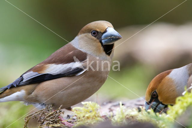 Appelvink (Coccothraustes spec.)