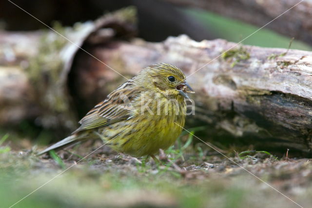 Geelgors (Emberiza citrinella)