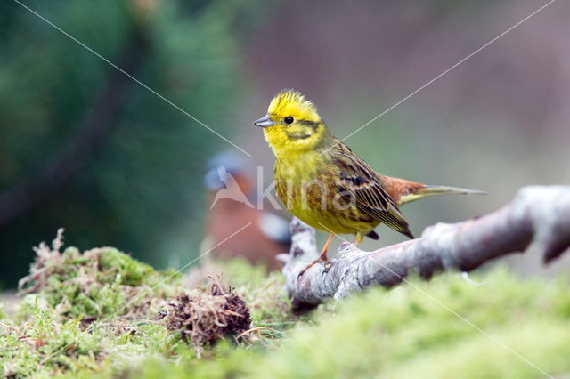 Geelgors (Emberiza citrinella)