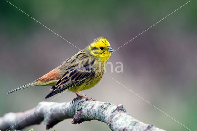 Yellowhammer (Emberiza citrinella)