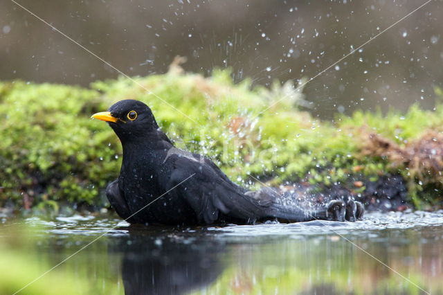 Eurasian Blackbird (Turdus merula)