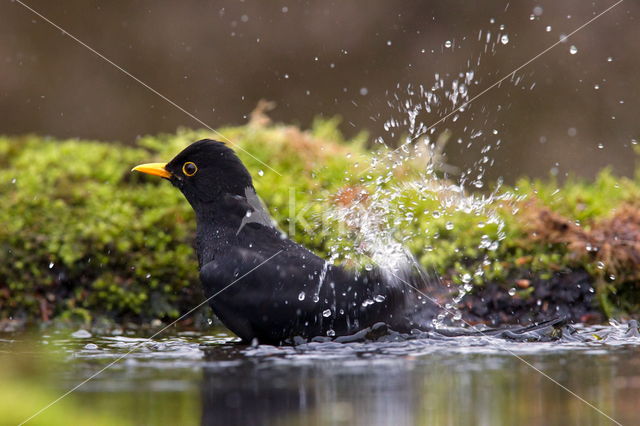 Eurasian Blackbird (Turdus merula)
