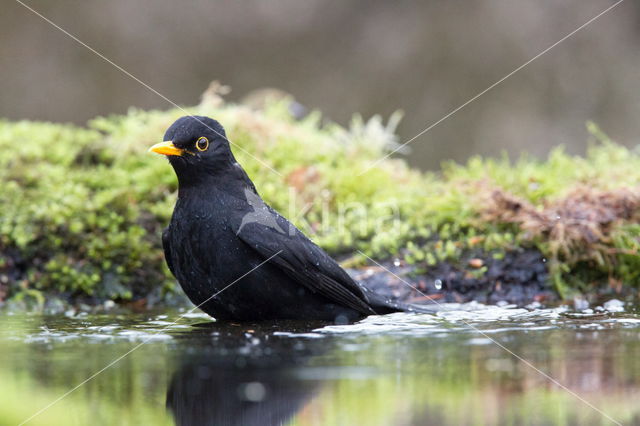 Eurasian Blackbird (Turdus merula)