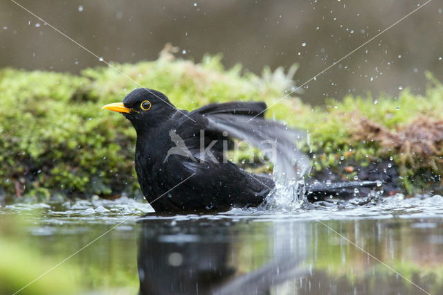 Eurasian Blackbird (Turdus merula)