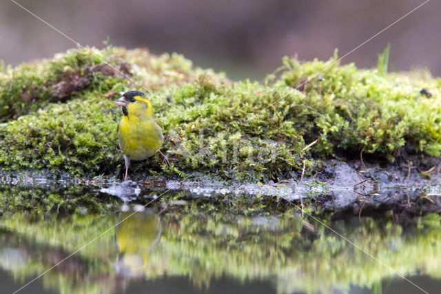 Eurasian Siskin (Carduelis spinus)