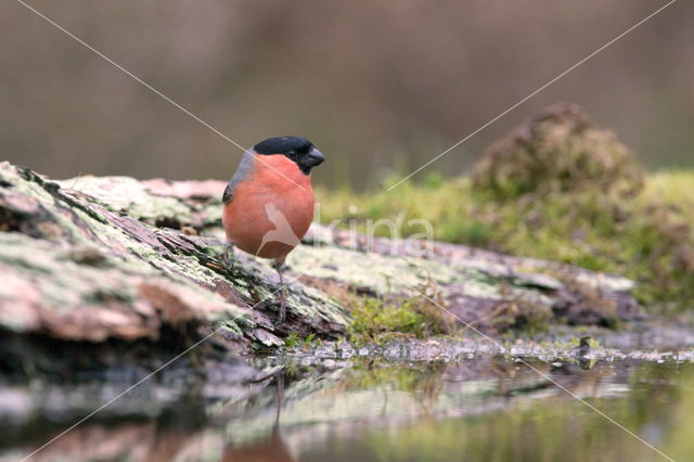 Eurasian Bullfinch (Pyrrhula pyrrhula)