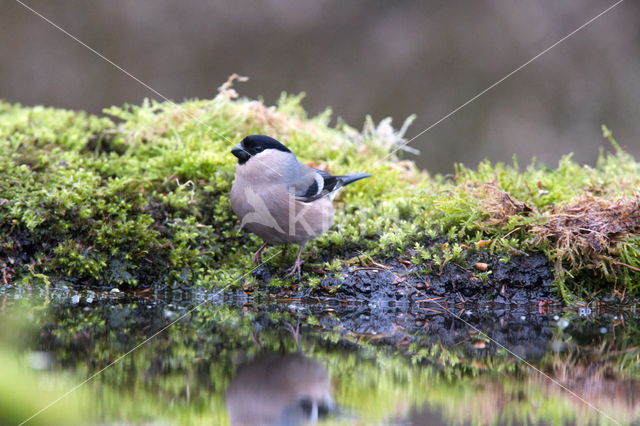 Eurasian Bullfinch (Pyrrhula pyrrhula)