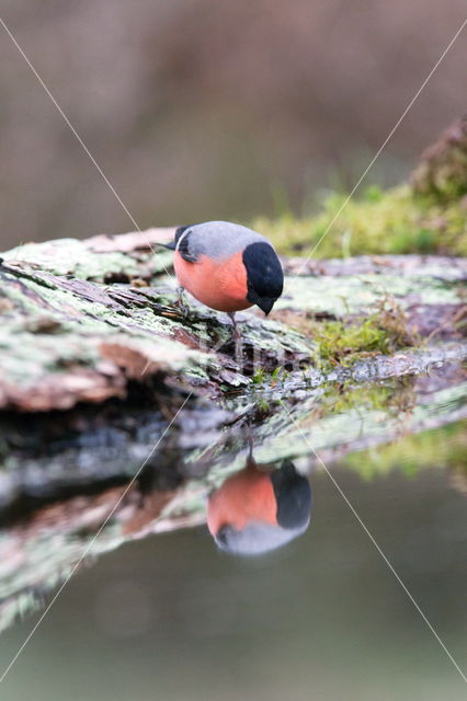 Eurasian Bullfinch (Pyrrhula pyrrhula)