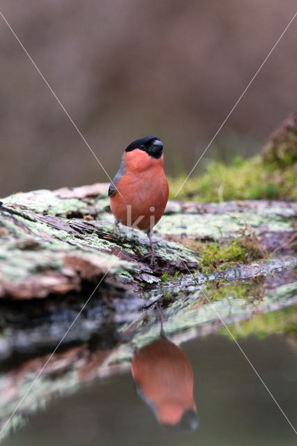 Eurasian Bullfinch (Pyrrhula pyrrhula)