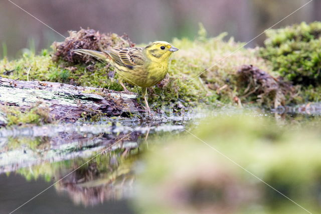 Yellowhammer (Emberiza citrinella)