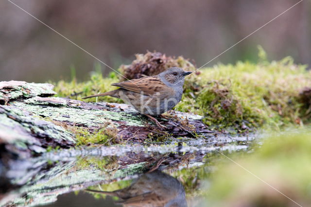 Heggemus (Prunella modularis)