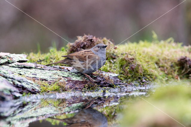 Heggemus (Prunella modularis)