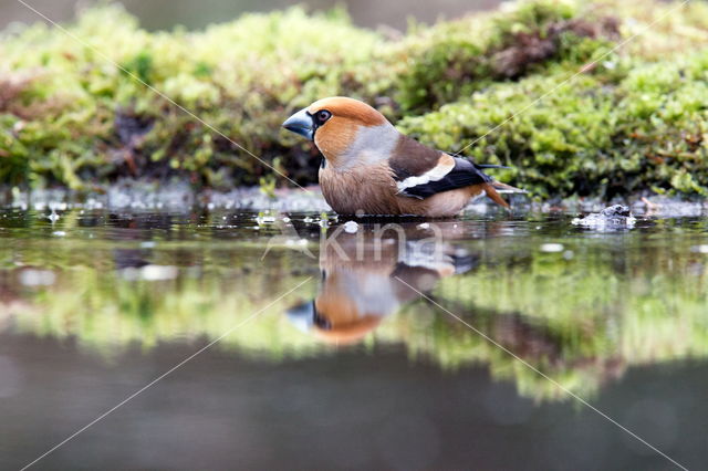 Appelvink (Coccothraustes coccothraustes)