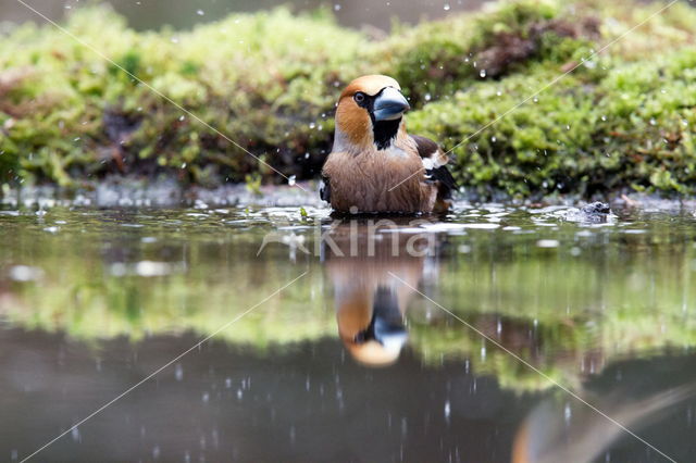 Hawfinch (Coccothraustes coccothraustes)