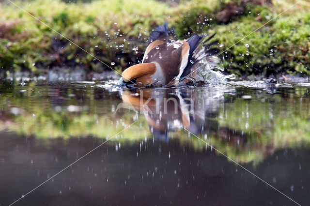 Appelvink (Coccothraustes coccothraustes)