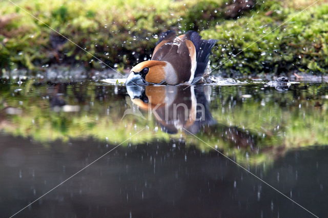 Hawfinch (Coccothraustes coccothraustes)