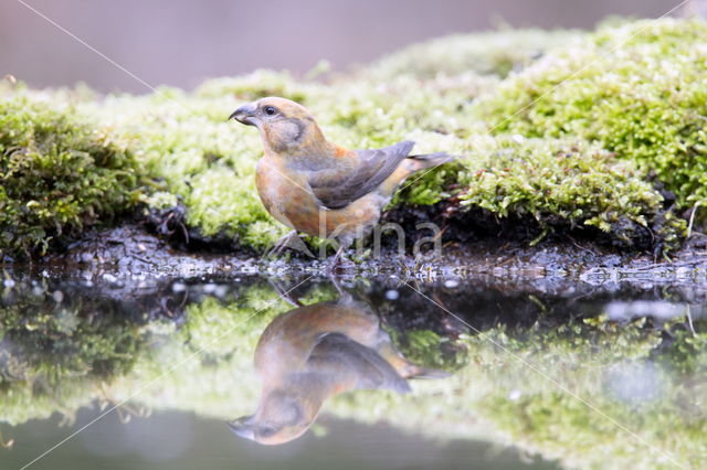 Red Crossbill (Loxia curvirostra)