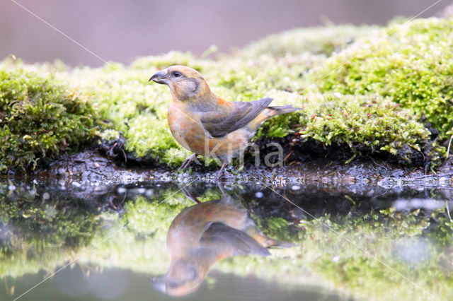 Red Crossbill (Loxia curvirostra)