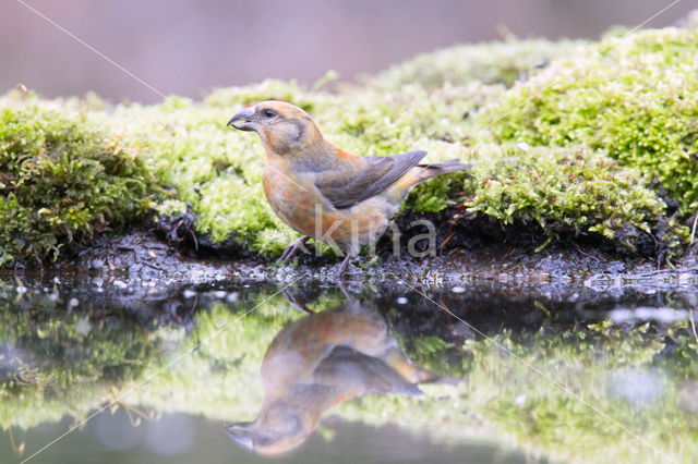 Red Crossbill (Loxia curvirostra)