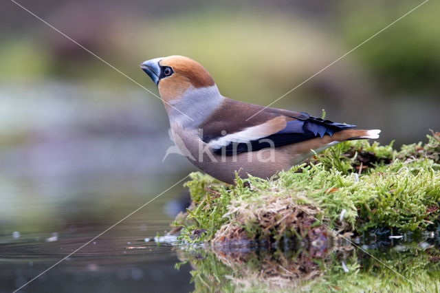 Goldfinch (Coccothraustes spec.)