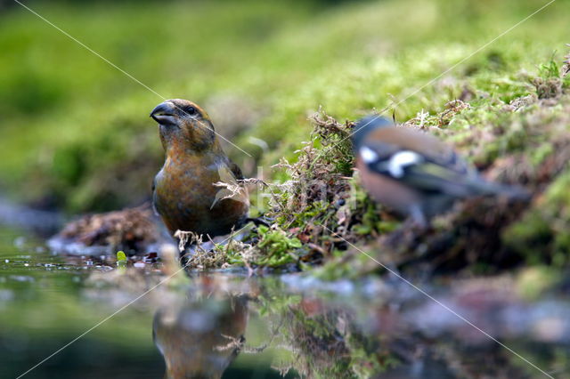 Red Crossbill (Loxia curvirostra)