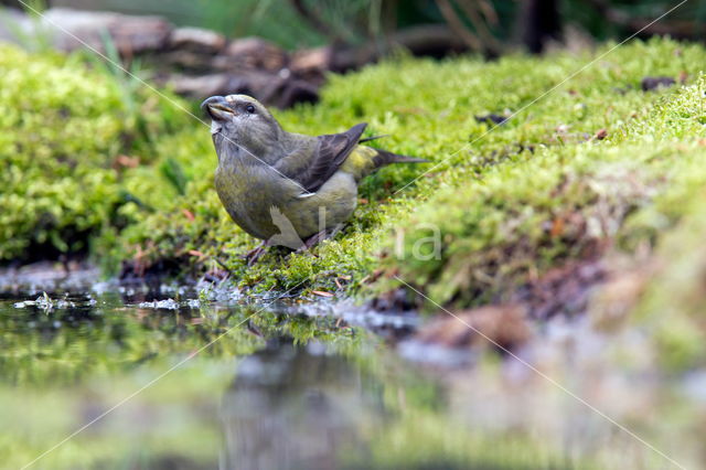 Red Crossbill (Loxia curvirostra)