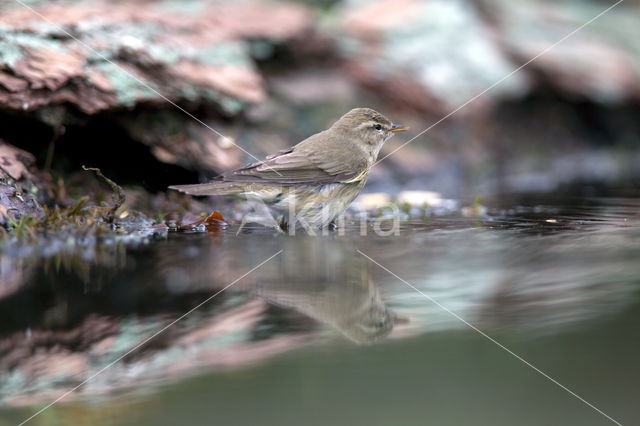 Song Thrush (Turdus philomelos)