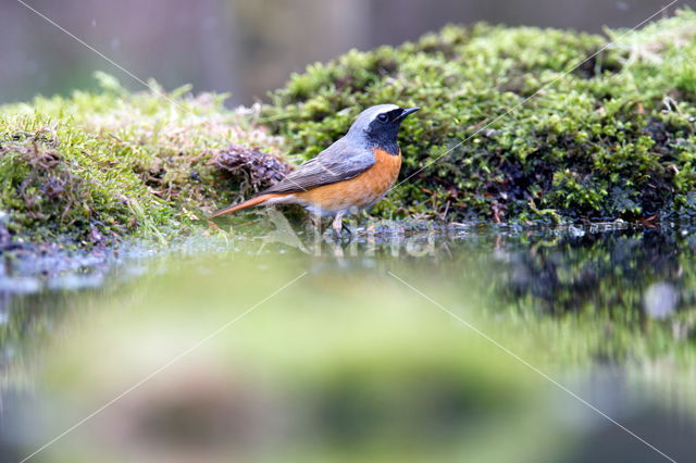 Gekraagde Roodstaart (Phoenicurus phoenicurus)