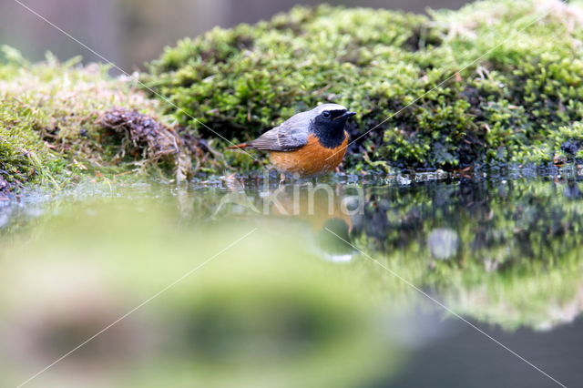 Gekraagde Roodstaart (Phoenicurus phoenicurus)