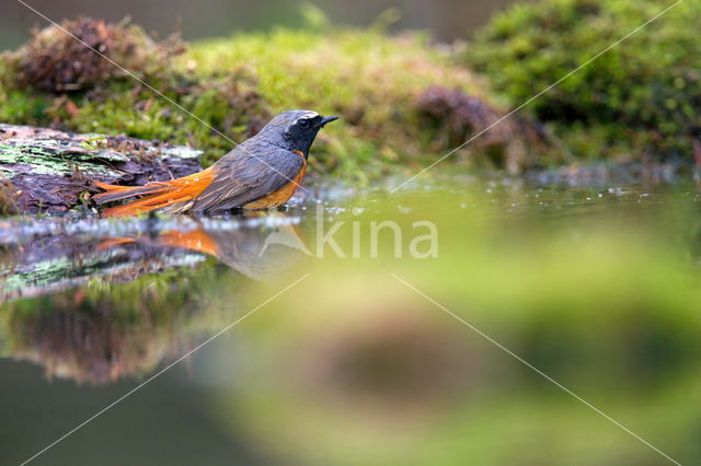 Gekraagde Roodstaart (Phoenicurus phoenicurus)