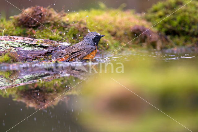 Common Redstart (Phoenicurus phoenicurus)