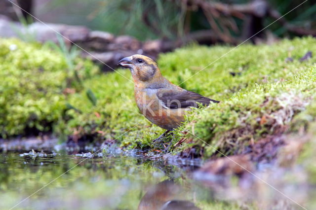 Red Crossbill (Loxia curvirostra)