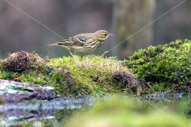 Song Thrush (Turdus philomelos)