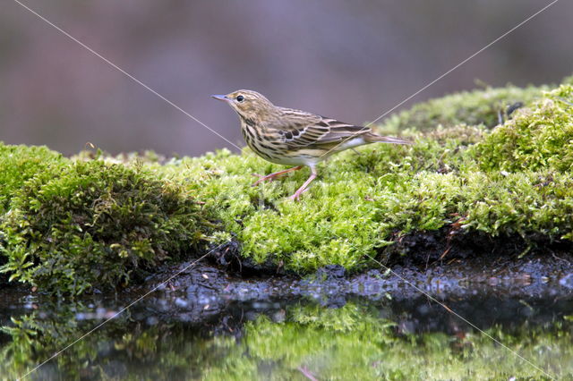 Zanglijster (Turdus philomelos)