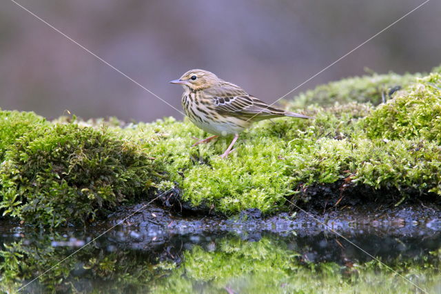 Song Thrush (Turdus philomelos)