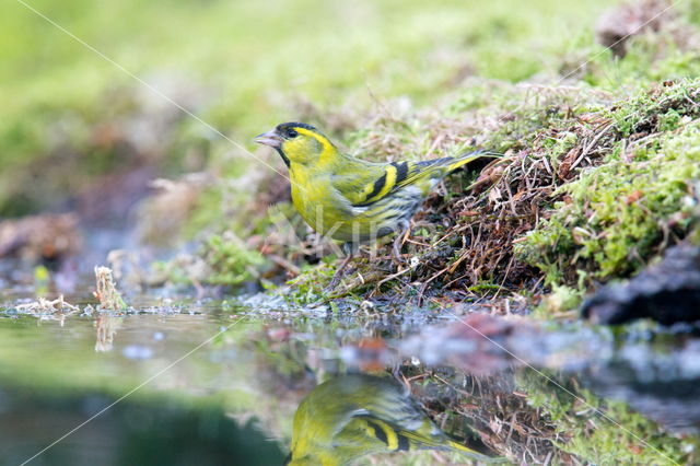 Sijs (Carduelis spinus)