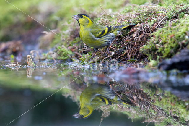 Sijs (Carduelis spinus)