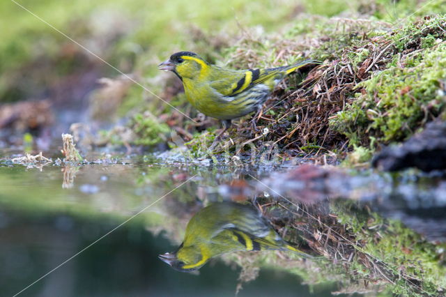 Eurasian Siskin (Carduelis spinus)