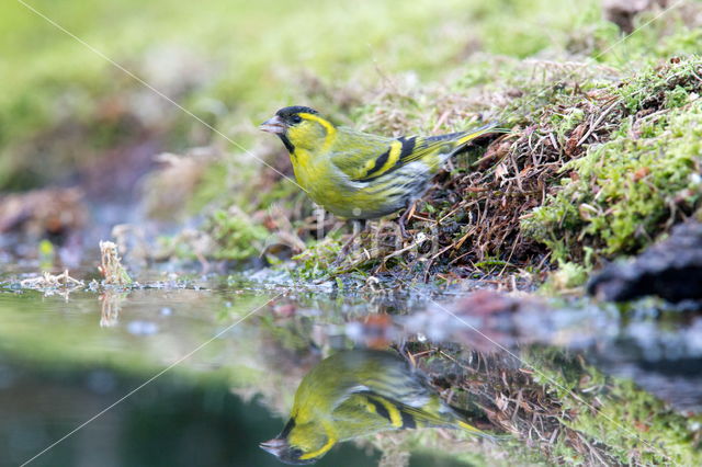 Eurasian Siskin (Carduelis spinus)